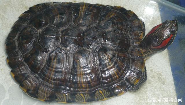 巴西乌龟的寿命